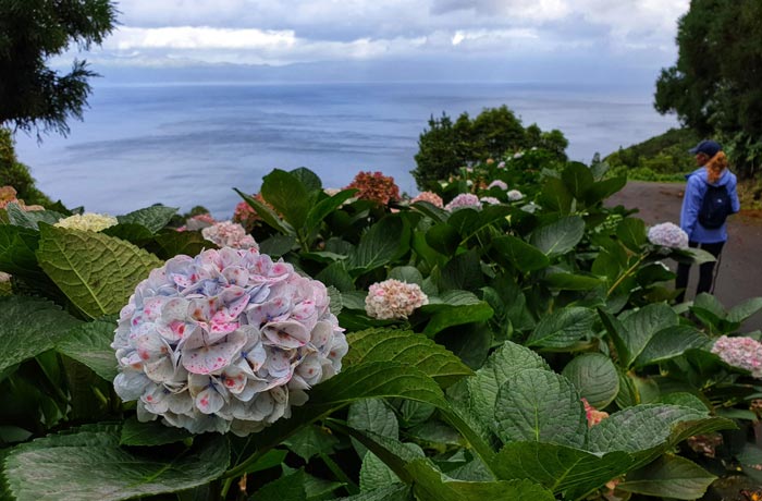 Hortensias en la isla de Pico