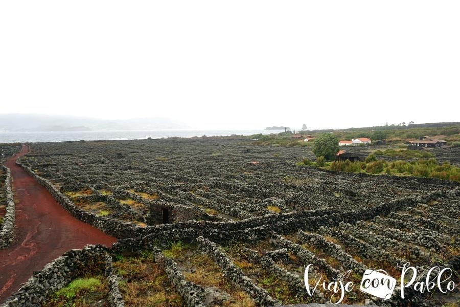 Paisaje vitícola de la isla de Pico