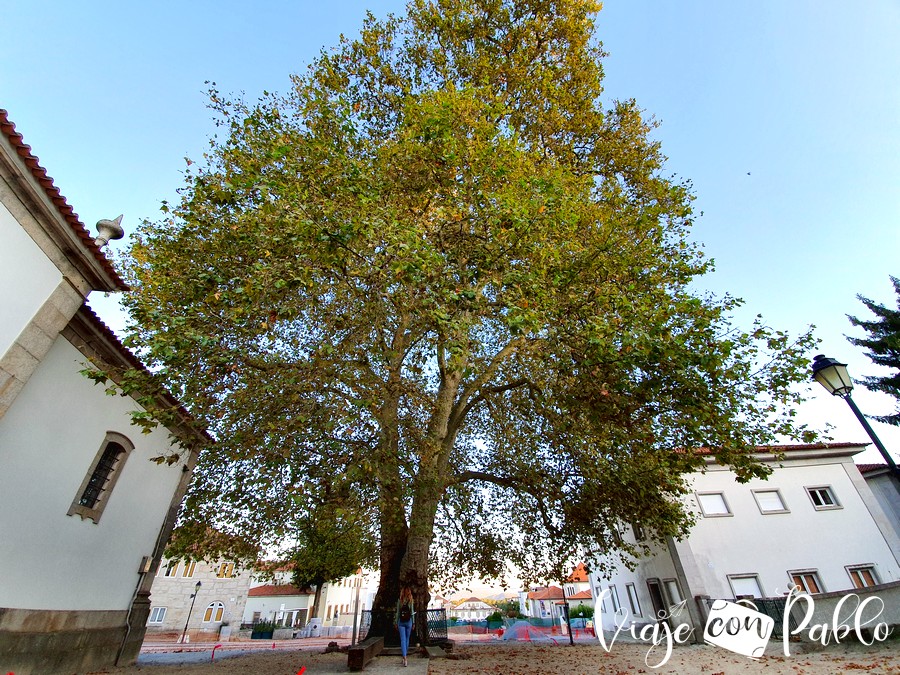 Plátano de Alijó