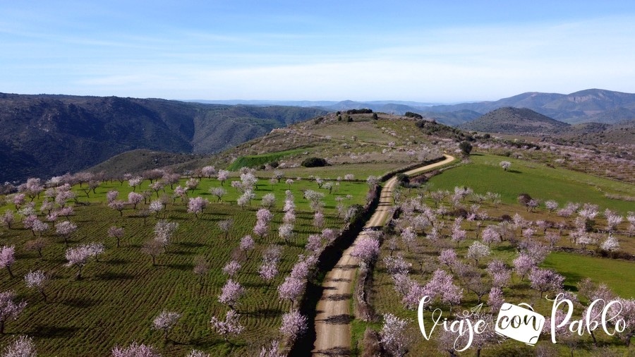 Almendros en flor en La Fregeneda