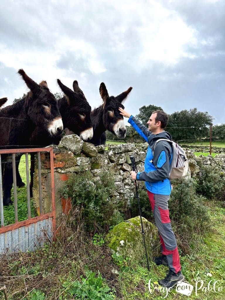 Acariciando a los burros