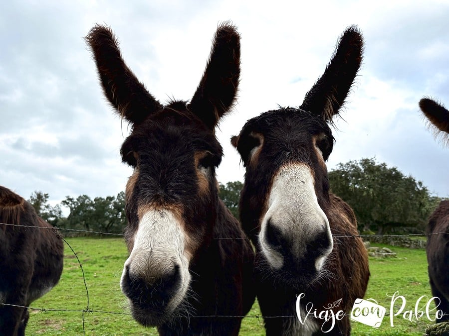 Burros de la raza zamorana leonesa