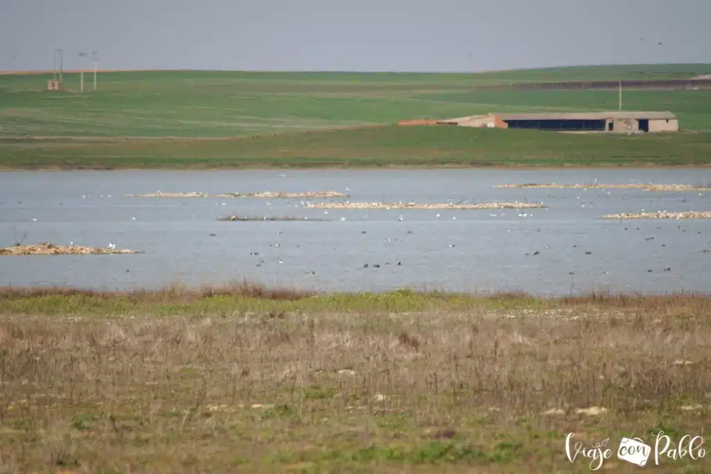 Lagunas de Villafáfila