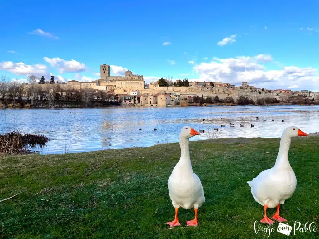 Vista de Zamora desde la playa de Los Pelambres